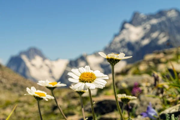 Dağlarda, Dombai beyaz vahşi papatya.