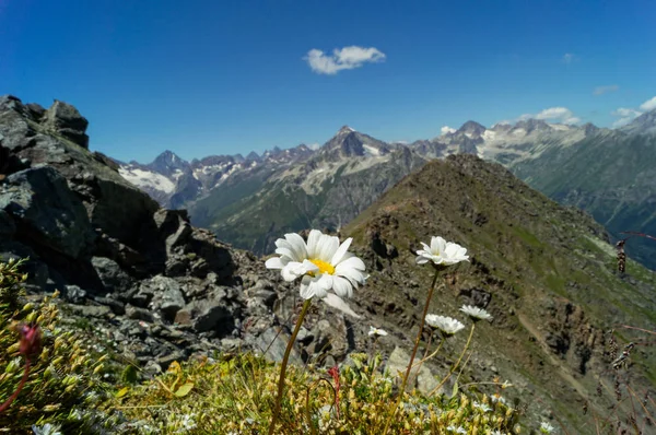 Karla kaplı dağ zirveleri, bir arka plan üzerinde beyaz vahşi daisy yaz, Dombai.