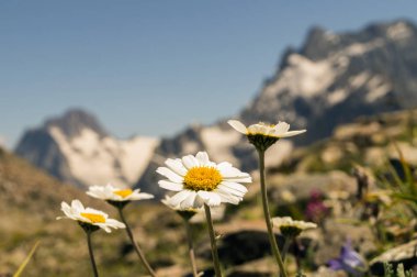 Dağlar, Dombai, yaz aylarında beyaz papatya.
