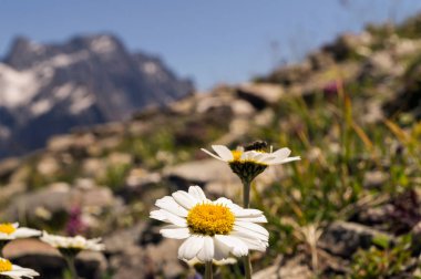 Beyaz papatya sarp dağ yamaçları, Dombai, yaz bir arka plan üzerinde bir çiçek bir arıya dağlarda,.
