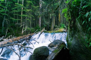 Ağaç bir dağ nehir düştü.