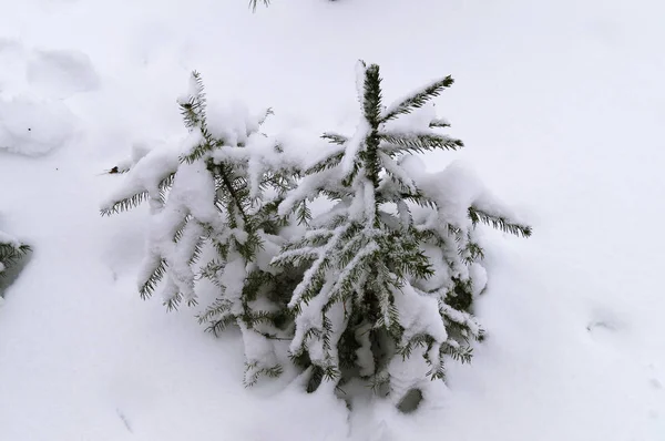 Duas Pequenas Árvores Natal Cobertas Neve Floresta Inverno — Fotografia de Stock