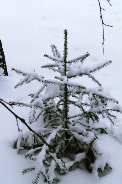 Маленькая Елка Зимнем Лесу Снегом — стоковое фото
