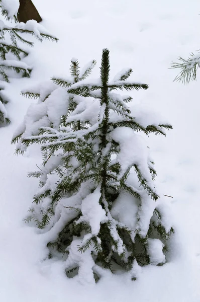 Uma Pequena Árvore Natal Neve Inverno Floresta — Fotografia de Stock