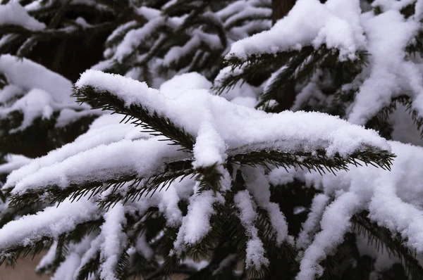 Зеленые Ветки Ели Снегом — стоковое фото