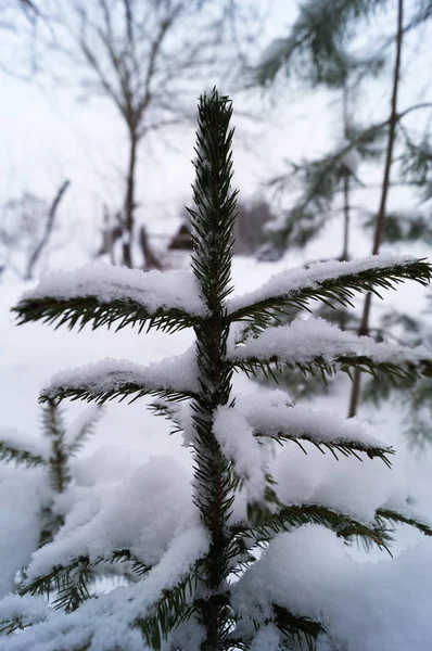 Topo Uma Pequena Árvore Natal Sob Neve Floresta Inverno — Fotografia de Stock