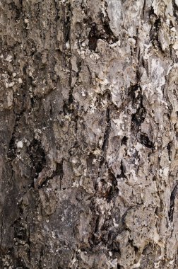 Badana izleri ile yaşlı bir ağaç kabuğu kırık.