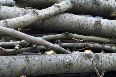 Bir ağaç ormansızlaşma sonra katlanmış dalları.