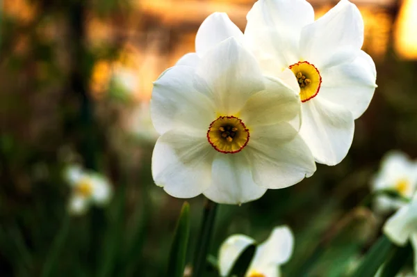 Narcisos Floridos Período Floração Ativa — Fotografia de Stock