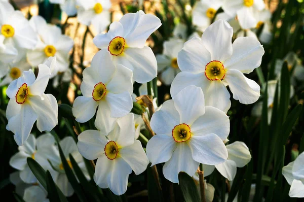 stock image Several flowering daffodils in the active flowering stage.