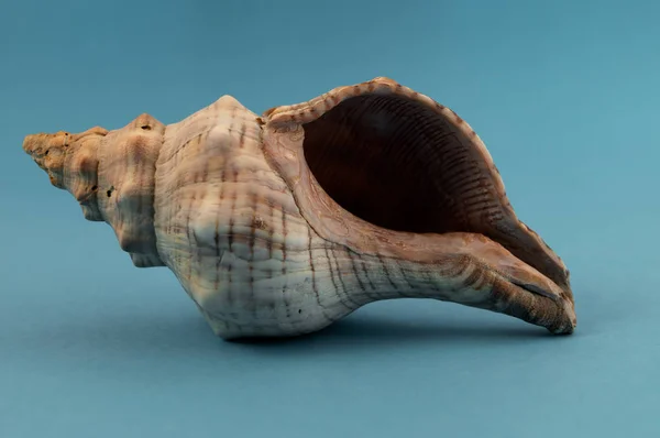 Die Schale Eines Auf Der Seite Liegenden Muschels Geformt Form — Stockfoto