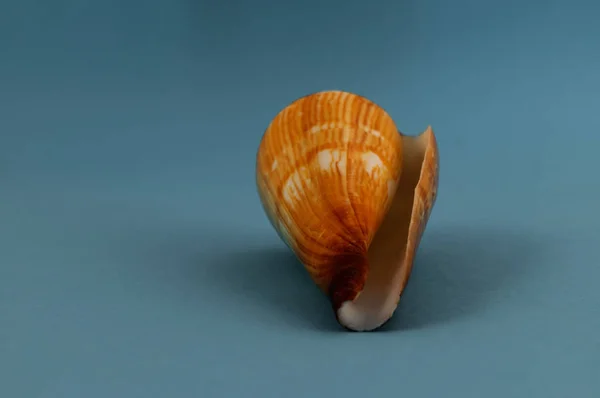 Muschel Eines Muschels Form Eines Kegels Auf Blauem Hintergrund — Stockfoto
