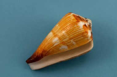 Mavi bir arka plan üzerinde bir koni şeklinde bir deniz yumuşakça koruyucu chitinous kabuk.