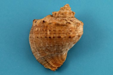 Deniz kabuğu outgrowths ve çıkıntılar mavi bir arka plan üzerinde sarmal şeklinin.