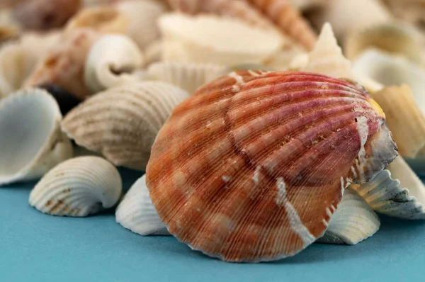 Sea shell in the form of a fan on the background of small shells.