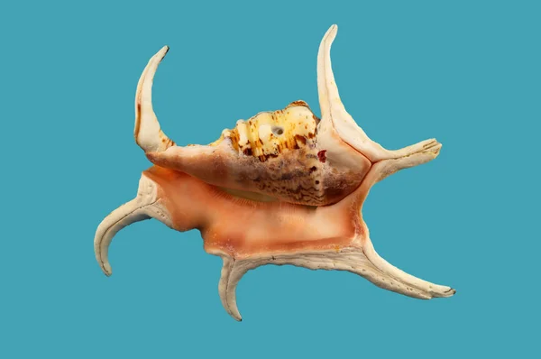 Kabuk Arcuate Kemikli Outgrowths Deniz Yumuşakça Izole Mavi Bir Arka — Stok fotoğraf
