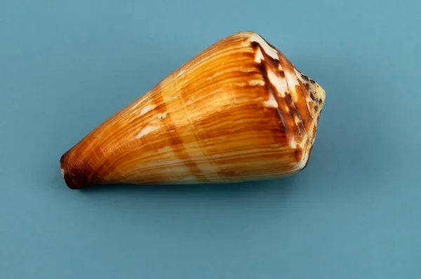 Eine Kegelförmige Muschel Aus Einer Muschel Auf Blauem Hintergrund — Stockfoto