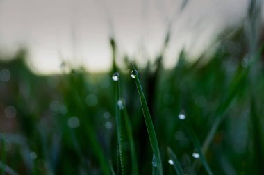 Yeşil çimen sapları üzerinde erken sabahleyin çiy damlaları.
