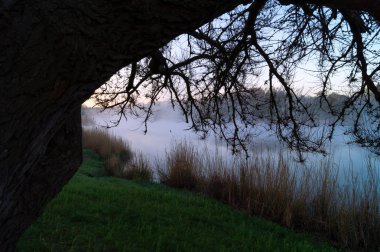 Ağaç dalları ile göl bir siste sabah erken olduğunu.