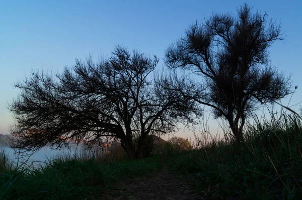 Δύο Δέντρα Χωρίς Φύλλα Στην Όχθη Της Λίμνης Νωρίς Πρωί — Φωτογραφία Αρχείου