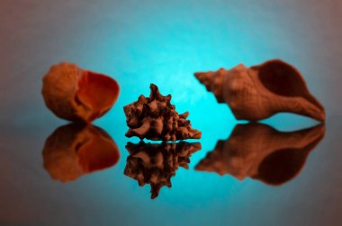 Yansıması ile deniz kabuklu deniz ürünleri arasında iki büyük kabuklar arka plan üzerinde küçük bir kabuk.