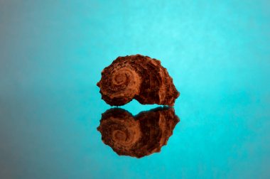 Arka ışık yansıması ile turkuaz bir arka plan üzerinde deniz kabuğu.