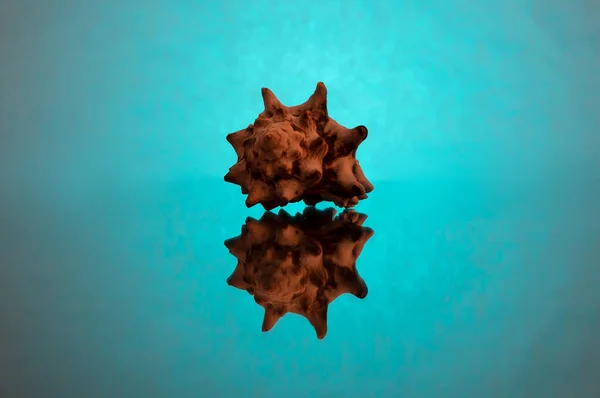 Κέλυφος Ενός Μαλακίου Θάλασσα Chitinous Προεκβολών Φόντο Τιρκουάζ Αντανάκλαση — Φωτογραφία Αρχείου