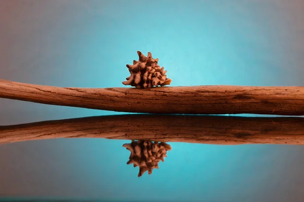 Turkuaz bir arka plan yansıması ile ahşap sopa ve deniz kabuğu.