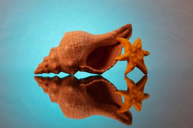 Kabuk ve kabuklu deniz ürünleri bir bulanıklık yansıtıcı yüzeyi ile mavi bir arka plan üzerinde sarı renk.