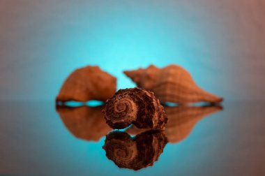 Deniz yumuşakça yansıması ile mavi bir arka plan üzerinde bükülmüş bir spiral şeklinde küçük bir kabuk.