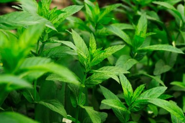 Yeşil nane çiçekli önce lahanası.