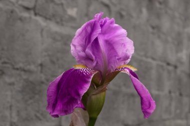 Gri taştan bir duvar arka planı etkin çiçeklenme aşamasında mor Iris.