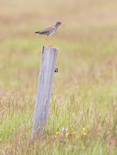 Rödbena på en stolpe — Stockfoto