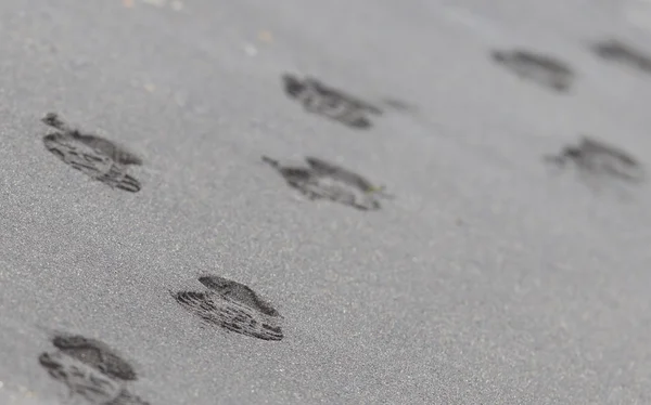 Footsteps on an Icelandic beach — Stock Photo, Image