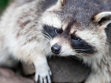 Bir ağaç üzerinde yetişkin racoon