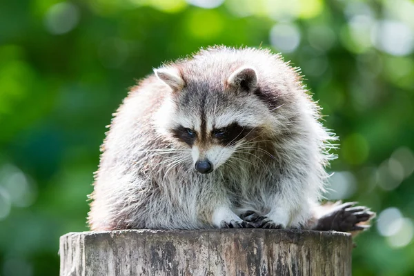 Adult racoon på ett träd — Stockfoto