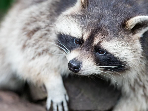 Volwassen racoon op een boom — Stockfoto