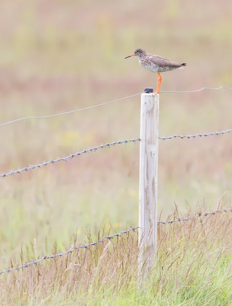 Redshank na słupie — Zdjęcie stockowe