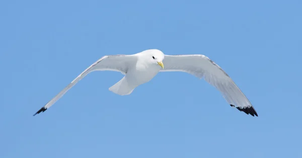 Tretåig mås flyger — Stockfoto