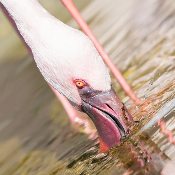 Pink flamingo is drinking - Selective focus — Stock Photo, Image