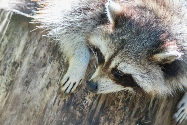 Adult racoon på ett träd — Stockfoto