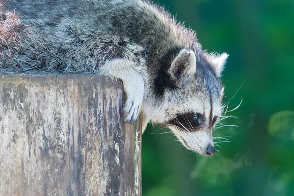 Adult racoon on a tree — Stock Photo, Image