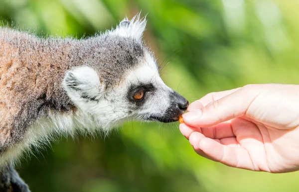 Lemur s lidskou rukou - Selektivní ostření — Stock fotografie