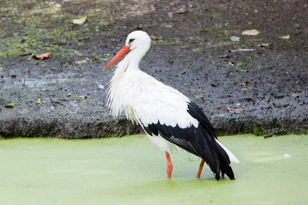 Cigüeña caminando en un estanque lleno de hierba de pato — Foto de Stock