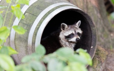 Racoon dinlenme bir varil içinde