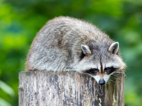 Bir ağaç üzerinde yetişkin racoon — Stok fotoğraf