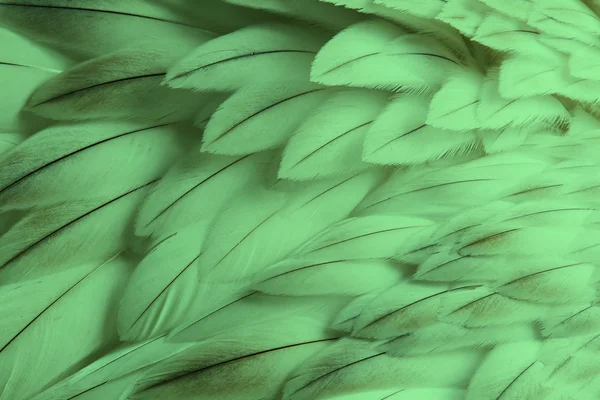 Green fluffy feather closeup — Stock Photo, Image
