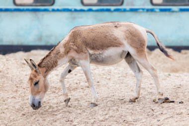 Farsça mancınık (Equus hemionus onager)