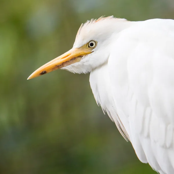 Cattle Egret, Bubulcus ibis — Stock Photo, Image