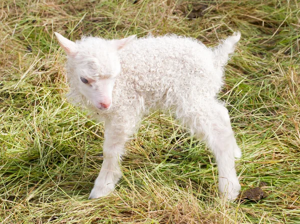 Lilla nyfödda lamm stående på gräset — Stockfoto